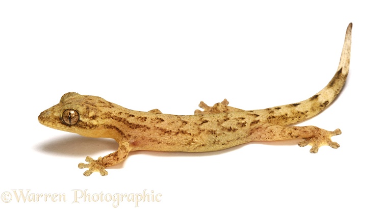 Tropical House Gecko (Hemidactylus mabouia) juvenile, white background