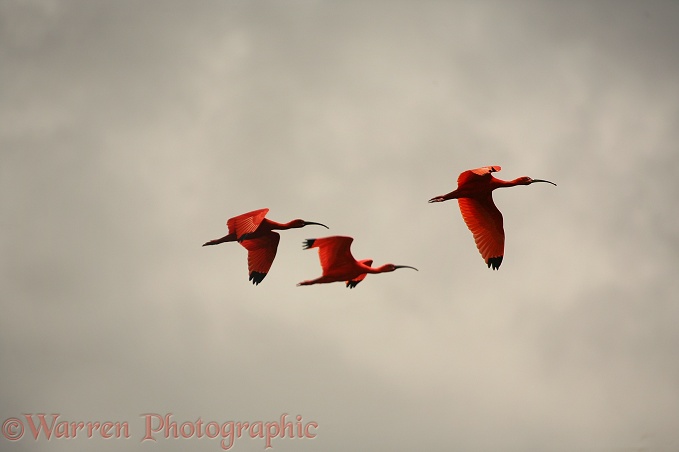 Scarlet Ibis (Eudocimus ruber) group flying past.  South America