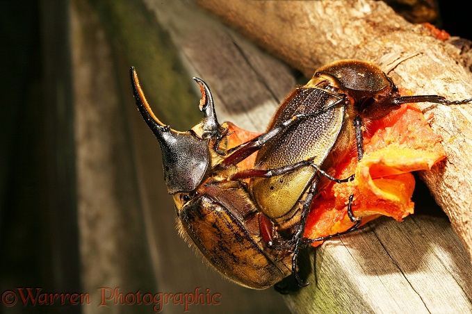 Rhinoceros Beetle (Dynastes hercules) mating pair, female feeding on overripe pawpaw.  South America