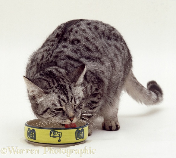 Silver tabby cat Aster drinking from a bowl, white background