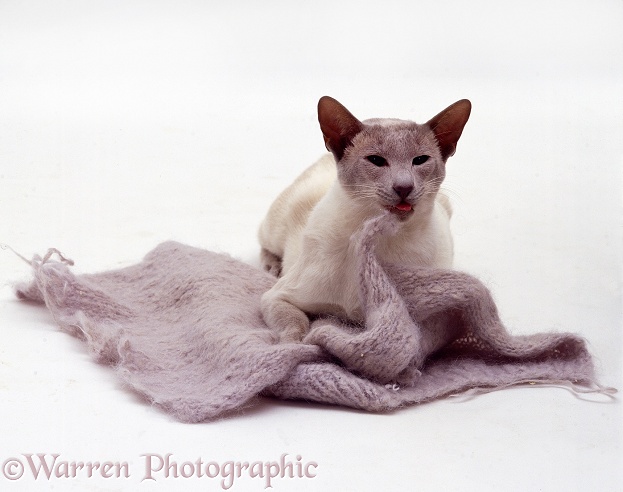 Lilac-point Siamese male cat Minty eating wool, white background