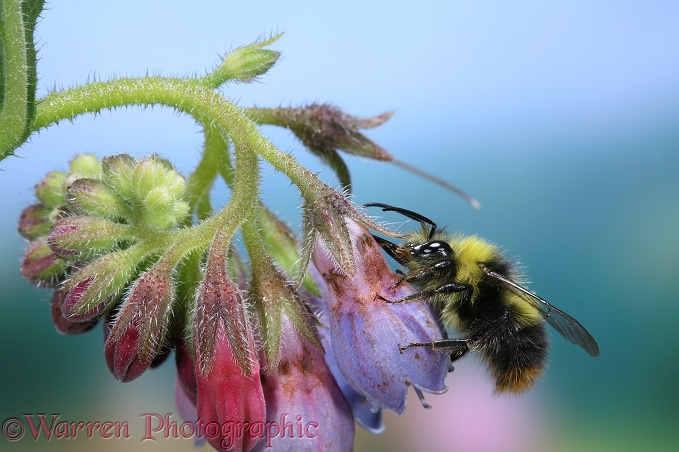 Meadow Bumblebee (Bombus agrorum) worker 'robbing' Comfrey flower by using its proboscis to pierce corolla at base.  Europe