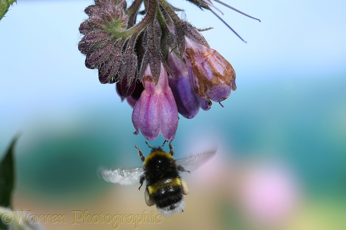 White-tailed Bumblebee (Bombus lucorum) with full pollen sacs flying up to Comfrey flower.  Europe