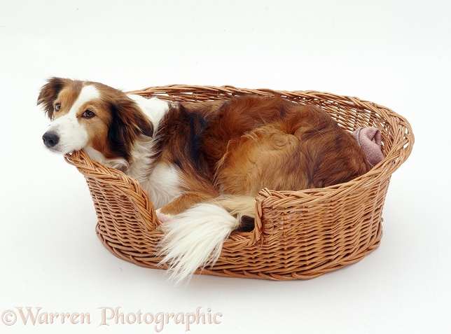 Sable Border Collie Lark, in her basket, looking as if she doesn't want to be disturbed, white background