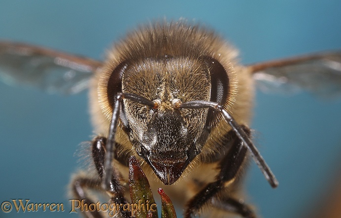 Honey Bee (Apis mellifera) worker portrait.  Worldwide