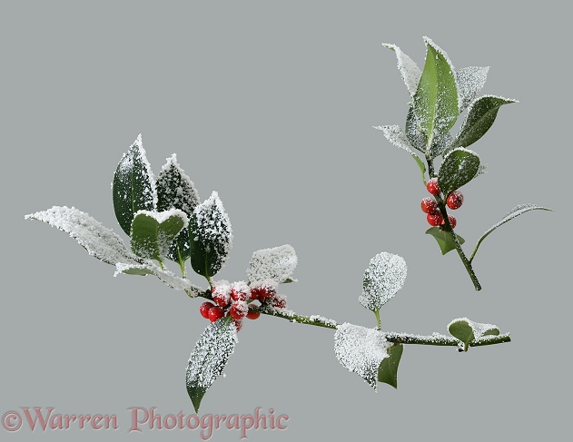 'Frosted' holly berries