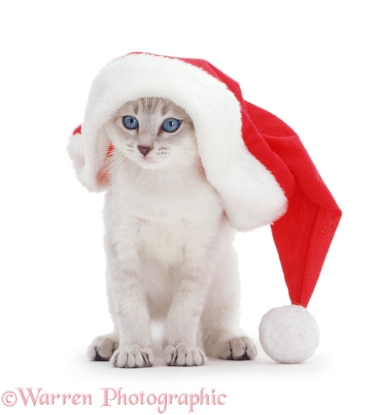 Blue-eyed colour-point kitten (Sebastian x Mia) in Father Christmas hat, white background
