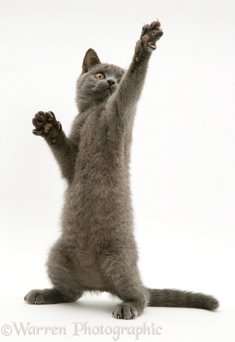 British Shorthair blue kitten Taz reaching up, white background