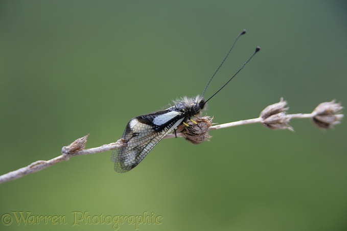 Ascalaphid at rest