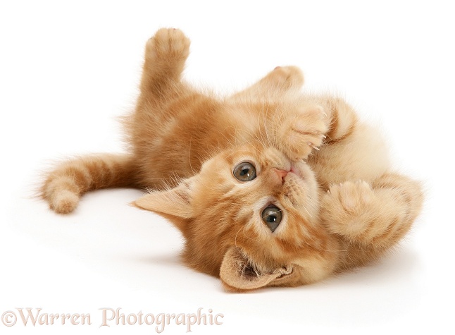 Playful ginger kitten, white background