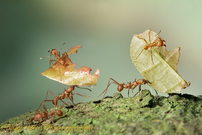 Leaf-cutting ants or Bachacs (Atta cephalotes) carrying sections of cocoa leaf bearing 'riders' thought to ward off parasitic flies which would otherwise lay their eggs on the pieces of leaf.  South America