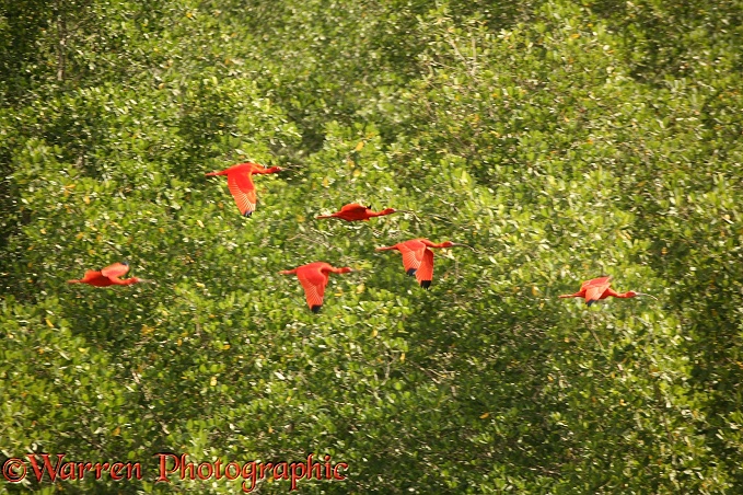 Scarlet Ibis (Eudocimus ruber).  South America