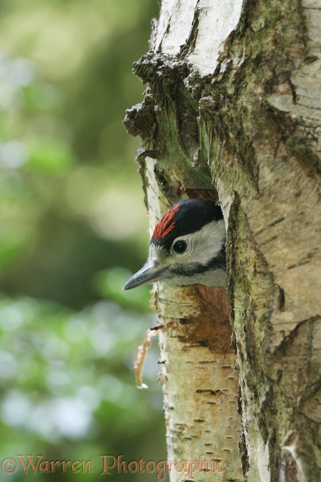 Great Spotted Woodpecker (Dendrocopos major) chick looking out of nest hole in dead birch.  Europe