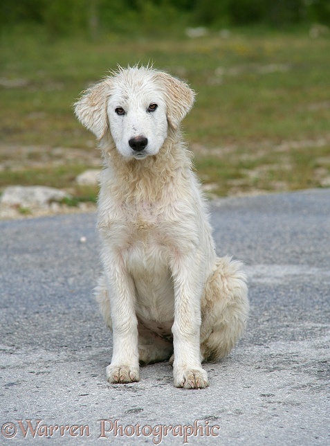 Maremma Sheepdog pup