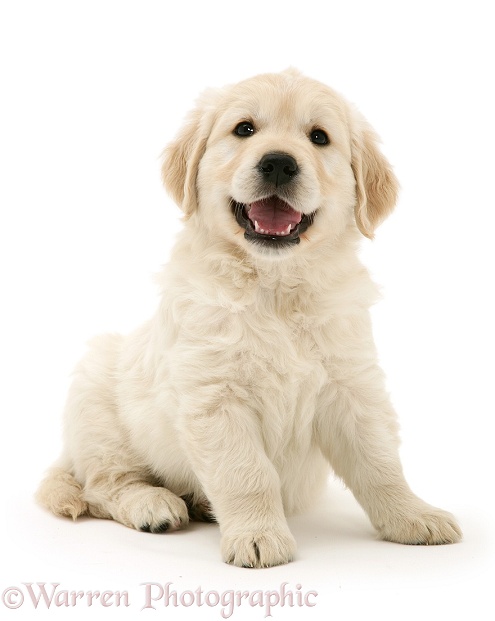 Golden Retriever puppy, sitting, white background