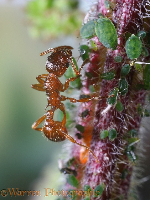 Red Ant (Myrmica rubra) worker collecting honeydew from Nettle Aphids (Microlophium carnosum)
