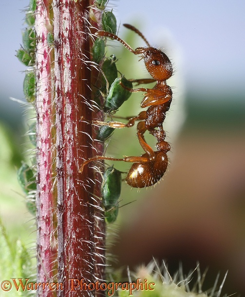 Red Ant (Myrmica rubra) worker collecting honeydew from Nettle Aphids (Microlophium carnosum)