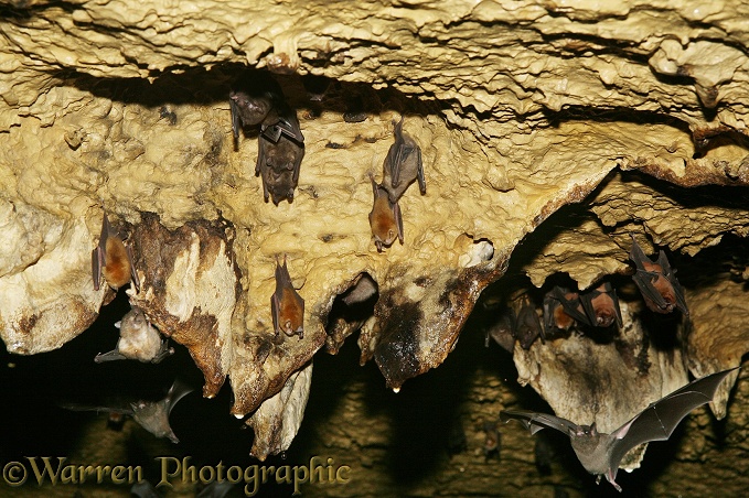 Bats roosting in the limestone caves at Tamana.  Colombian Funnel-eared Bat (Natalus tumidorostris), Anoura or Glossaphaga species and Pteronotus species.  Trinidad