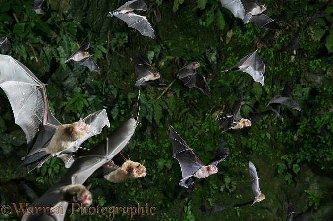 Davy's Naked-backed Bats (Pteronotus davyi) emerging at dusk from a vertical shaft of the limestone caves at Tamana, Trinidad