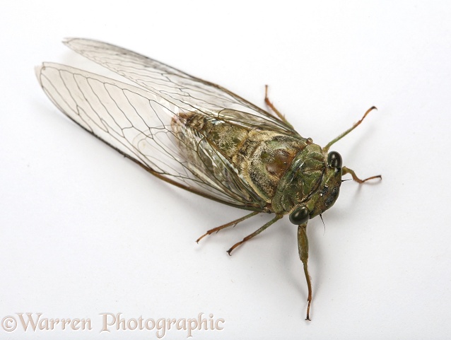 Cicada (unidentified), white background