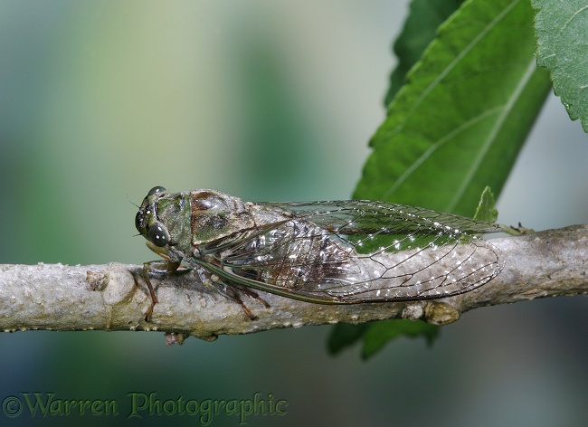 Cicada (unidentified)