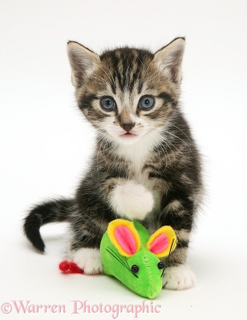 Tabby-and-white kitten with a toy mouse, white background