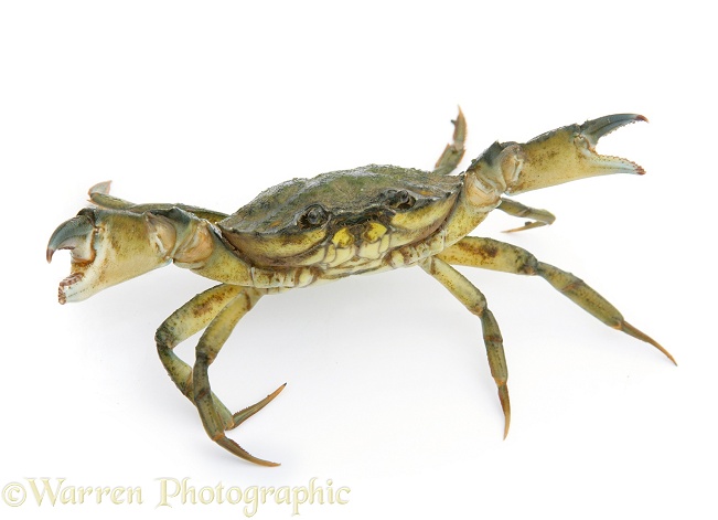 Shore Crab (Carcinus maenas) in defensive posture, white background