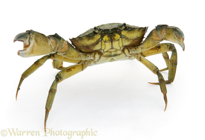 Shore Crab (Carcinus maenas) in defensive posture, white background