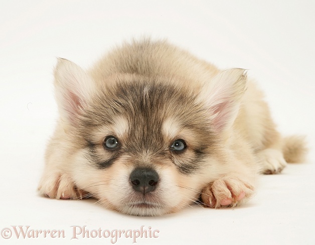 Utonagan puppy lying, chin on floor, white background