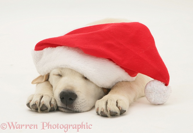 Retriever pup asleep wearing a Father Christmas hat, white background