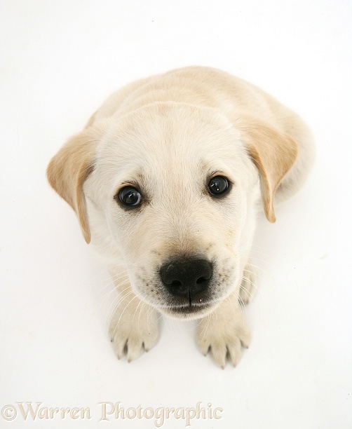 Retriever pup sitting looking up, white background