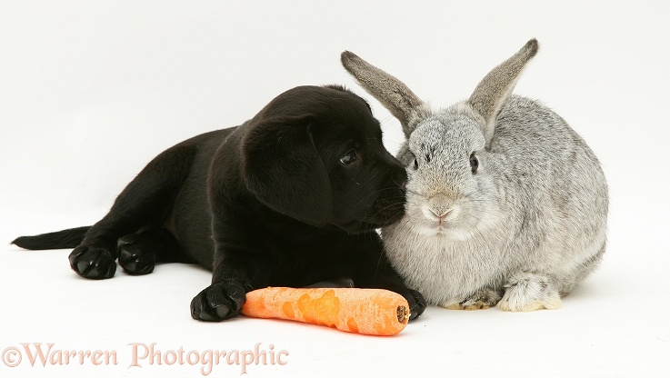 Black Labrador Retriever pup has stolen the silver Lop rabbit's carrot, white background