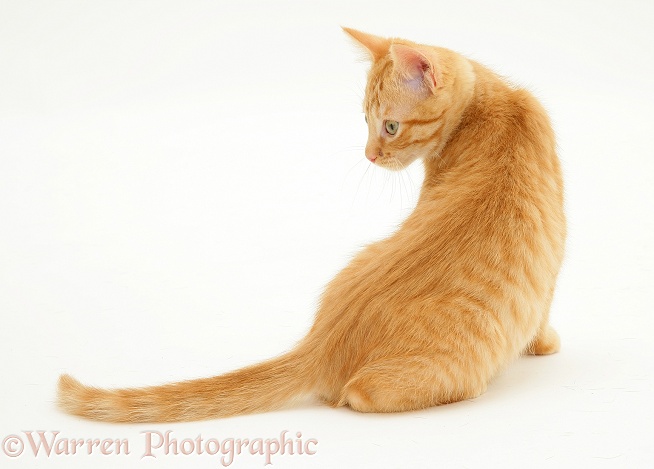 Ginger kitten, Sparkle, looking round, white background