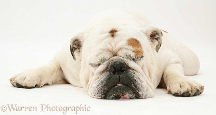 Red-and-white Bulldog asleep with chin on floor, white background