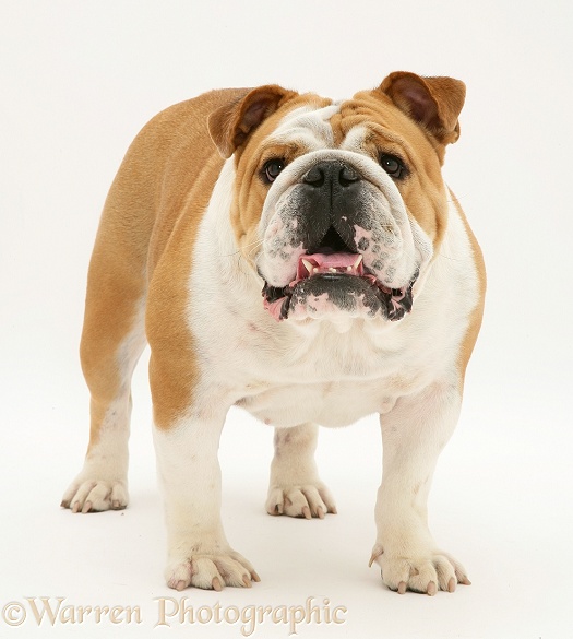 Bulldog standing, white background