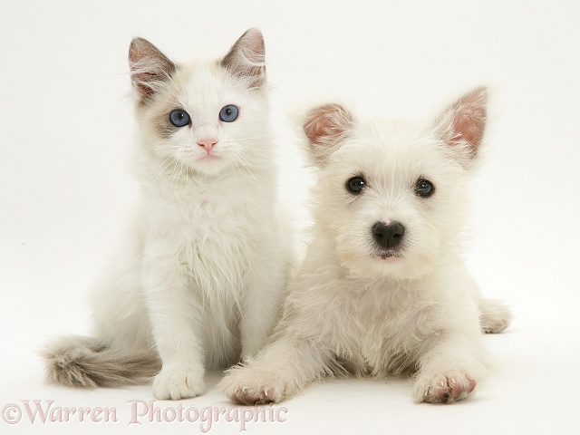 Ragdoll kitten with West Highland White Terrier pup, white background