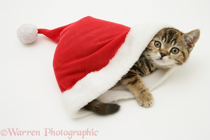 Tabby-tortoiseshell kitten in a Santa hat, white background