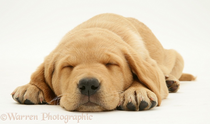 Yellow Labrador pup lying, chin on the floor, asleep, white background