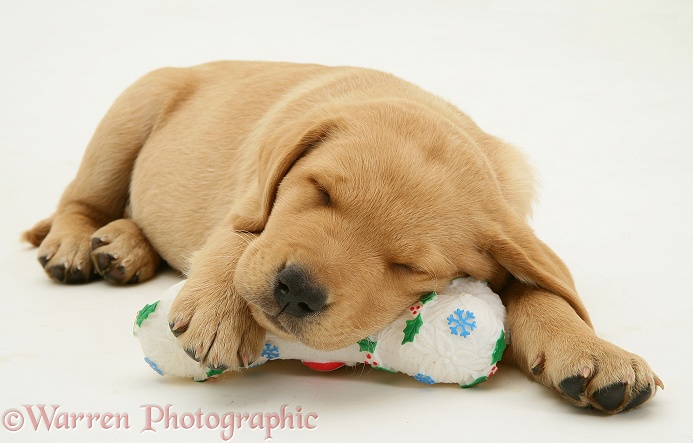 Yellow Labrador pup lying, chin on a plastic Christmas bone, asleep, white background