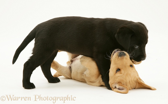 One black and one yellow Labrador pups playing, white background