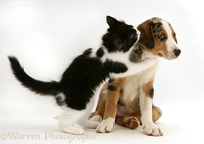 Black-and-white Nancy kitten with merle Border Collie pup Kylie, 8 weeks old, white background