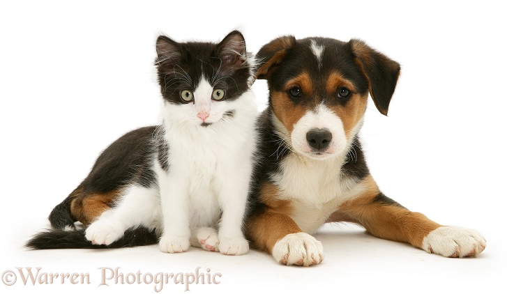 Black-and-white Nancy kitten with tricolour Border Collie pup, 8 weeks old, white background