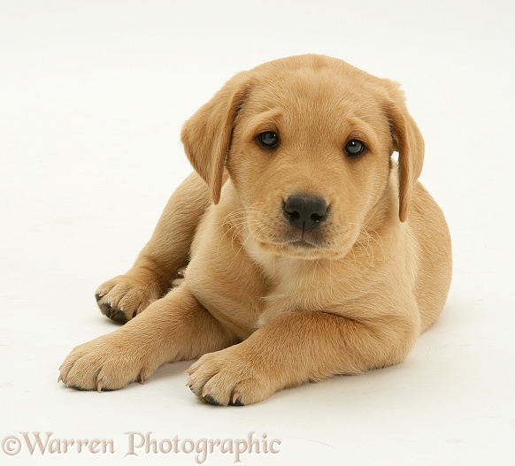 Labrador puppy lying with head up, white background
