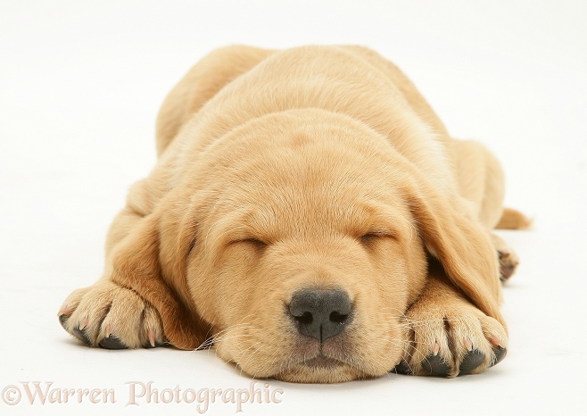 Yellow Labrador pup lying, chin on the floor, asleep, white background