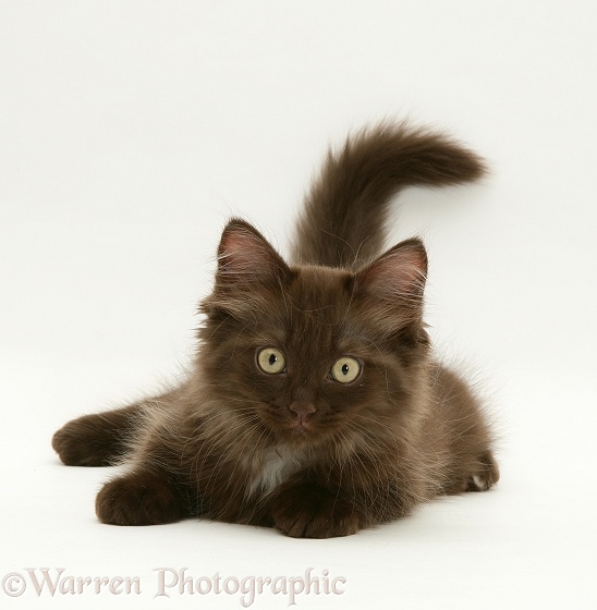 Chocolate Persian-cross kitten, lying with head up, white background