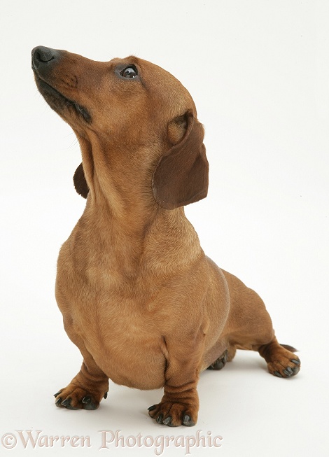 Red smooth-haired Miniature Dachshund bitch, standing, looking up, white background