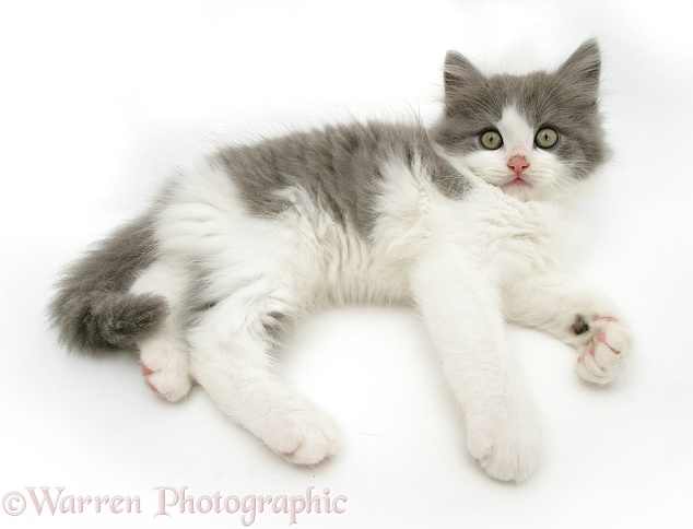 Grey-and-white kitten lying down, white background