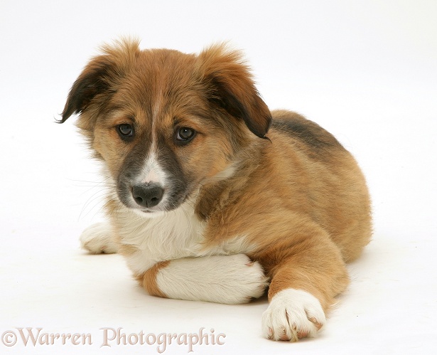 Border Collie pup, white background