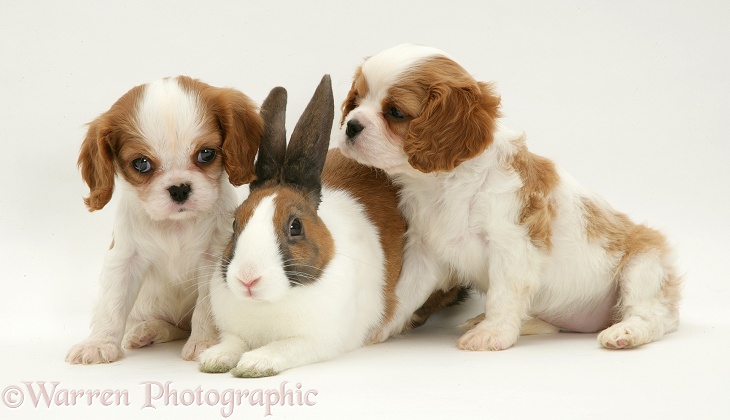 Cavalier King Charles Spaniel pups with fawn Dutch rabbit, white background