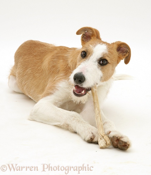 Lurcher, Kipling, chewing a dog-chew, white background